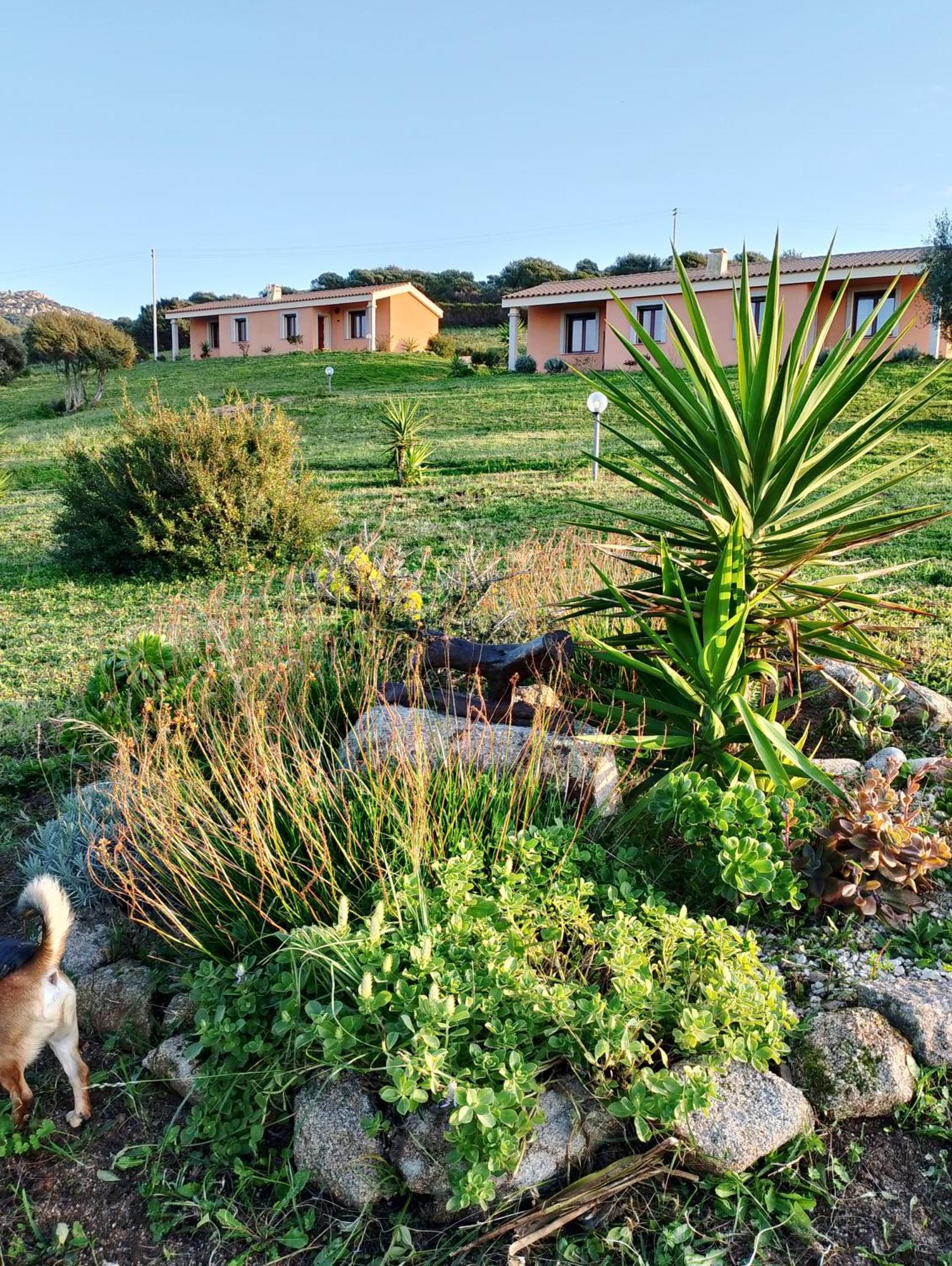 Gli Olivastri Con Piscina,Solarium, Vista Mare ,Sole -Mare E Tanta Natura ,Climatizzatore,Wifi Aglientu Exterior foto